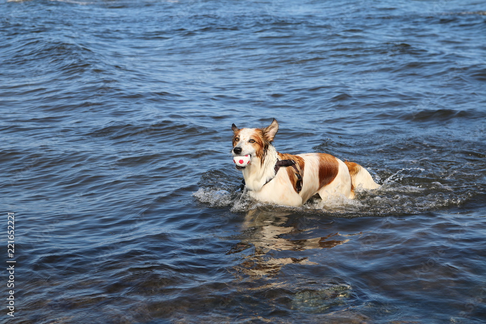 Border Collie Leila spielt in den Wellen der Ostsee Border Collie Leila spielt in den Wellen der Ostsee