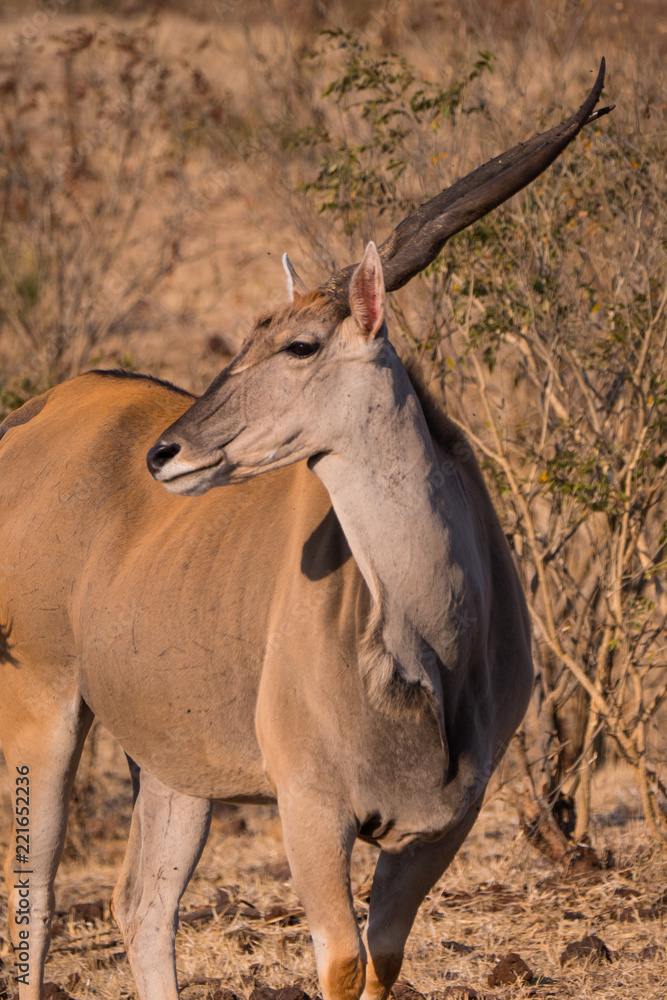 Eland in Zambezi Private Game Reserve, Zimbabwe Eland in Zambezi Private Game Reserve, Zimbabwe