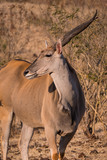 Eland in Zambezi Private Game Reserve, Zimbabwe