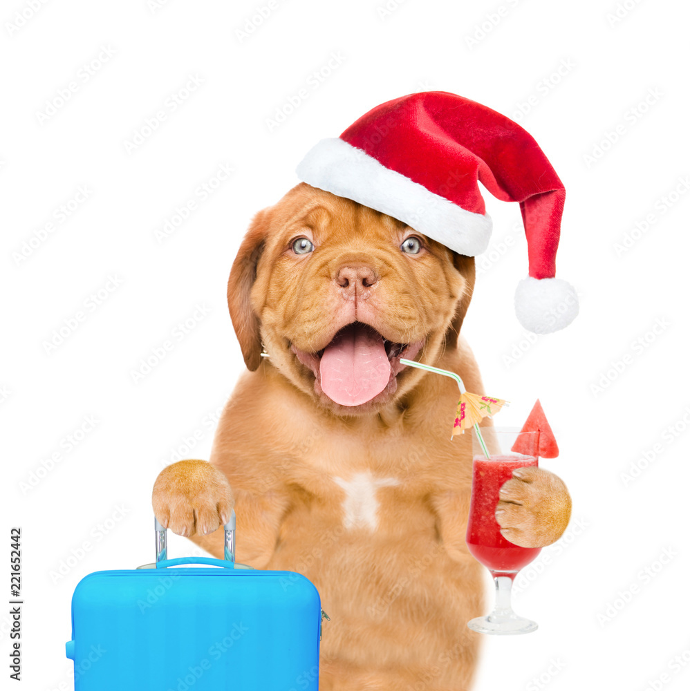 Funny puppy in red christmas hat holds tropical cocktail and suitcase. isolated on white background Funny puppy in red christmas hat holds tropical cocktail and suitcase. isolated on white background
