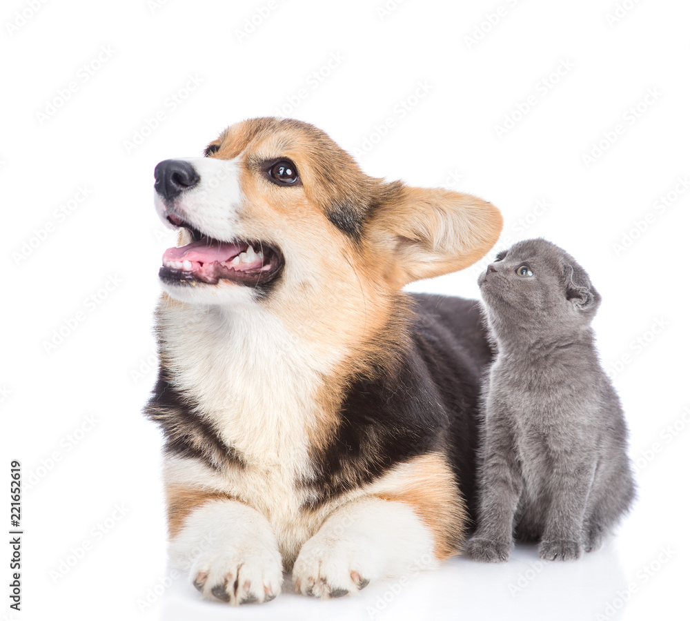 corgi puppy with tiny kitten looking together away and up . Isolated on white background