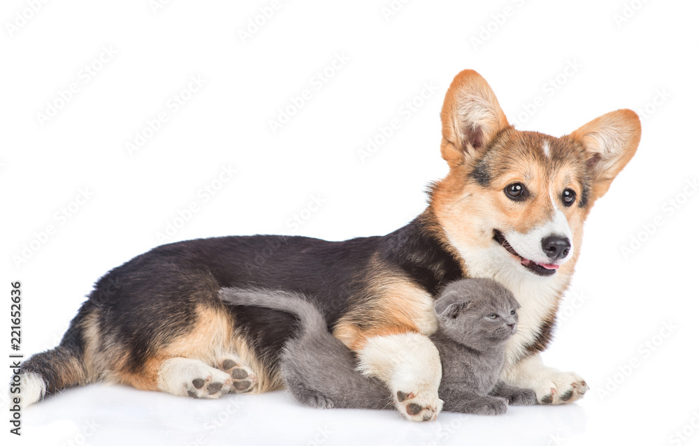 Pembroke Welsh Corgi puppy hugging tiny kitten. isolated on white background Pembroke Welsh Corgi puppy hugging tiny kitten. isolated on white background