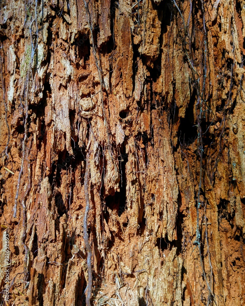 Obraz premium A closeup view of a rotting redwood cedar stump