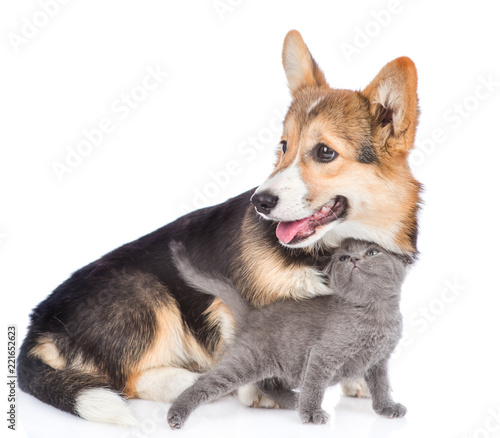 tender tiny kitten caresses about corgi puppy. isolated on white background