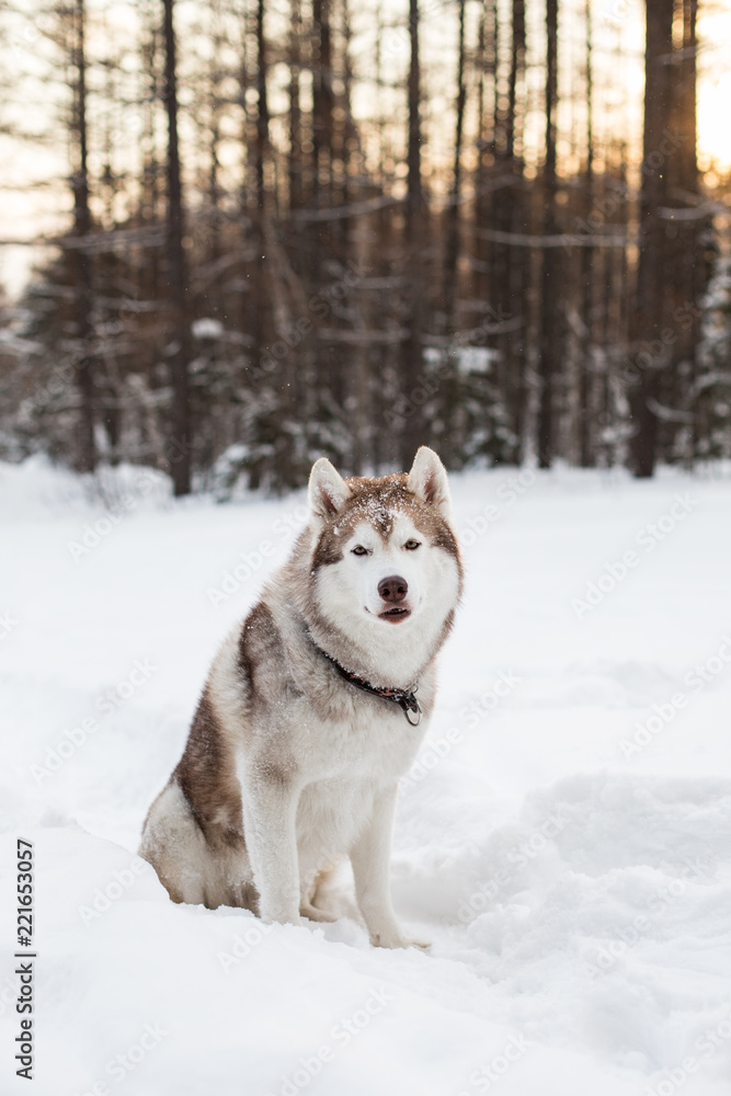Portrait of prideful Beige and White Dog breed Siberian husky is on the snow at sunset in the winter forest