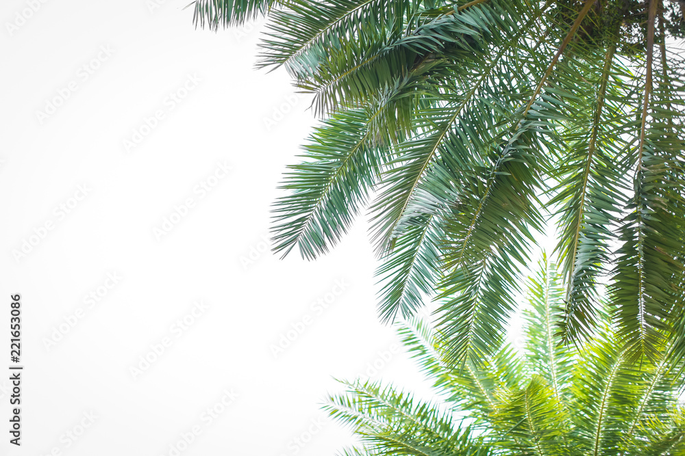 Palms isolated on white background with copy spase