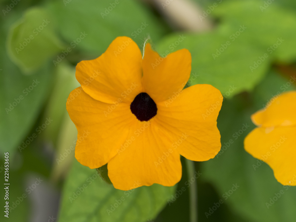 Thunbergia alata. La suzanne aux yeux noirs. Une plante grimpante ornementale d'origine tropicale au petites fleurs tubulaires de couleur blanc, jaune, orange et rougeoyante avec un coeur noir violet. Thunbergia alata. La suzanne aux yeux noirs. Une plante grimpante ornementale d'origine tropicale au petites fleurs tubulaires de couleur blanc, jaune, orange et rougeoyante avec un coeur noir violet.