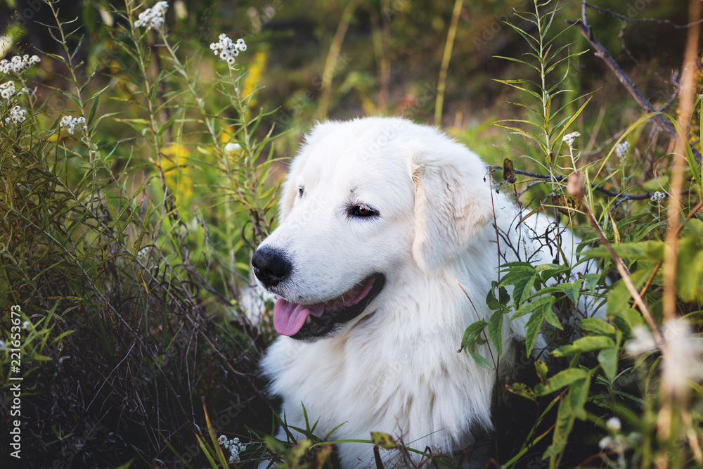 Profile Portrait of gorgeous maremma sheepdog. Big white fluffy dog posing in the forest Profile Portrait of gorgeous maremma sheepdog. Big white fluffy dog posing in the forest