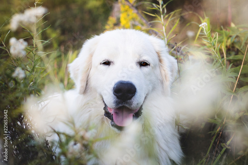 Close-up Portrait of gorgeous maremma sheepdog. Big white fluffy dog posing in the forest photo