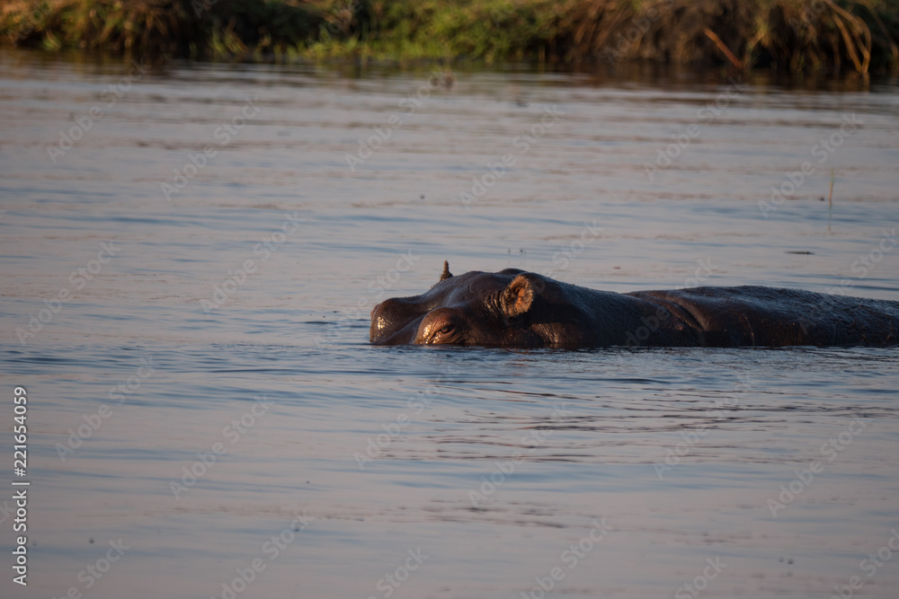 Fototapeta premium Hippos in Chobe River, Botswana