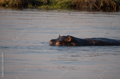 Hippos in Chobe River, Botswana