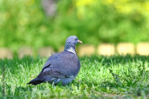 A domestic Pigeon sitting on the grass