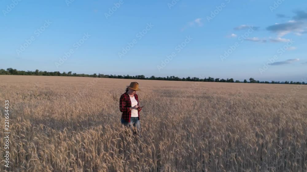 A woman farmer monitors the wheat crop. Aerial survey. Wheat field top view. 4K slow motion video A woman farmer monitors the wheat crop. Aerial survey. Wheat field top view. 4K slow motion video
