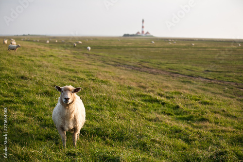sheep2