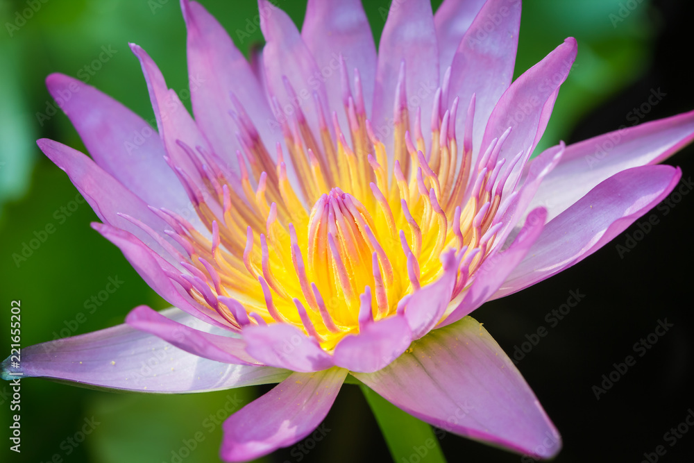 The appearance of a purple lotus flower is a beautiful The appearance of a purple lotus flower is a beautiful