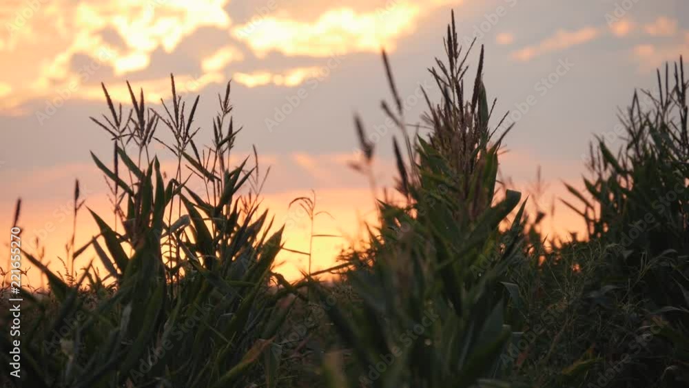 Sunset over the corn field. Corn in the sun. Sunset over the corn field. Corn in the sun.
