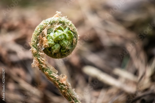 unfolding a fern leaf close-up on a light brown background