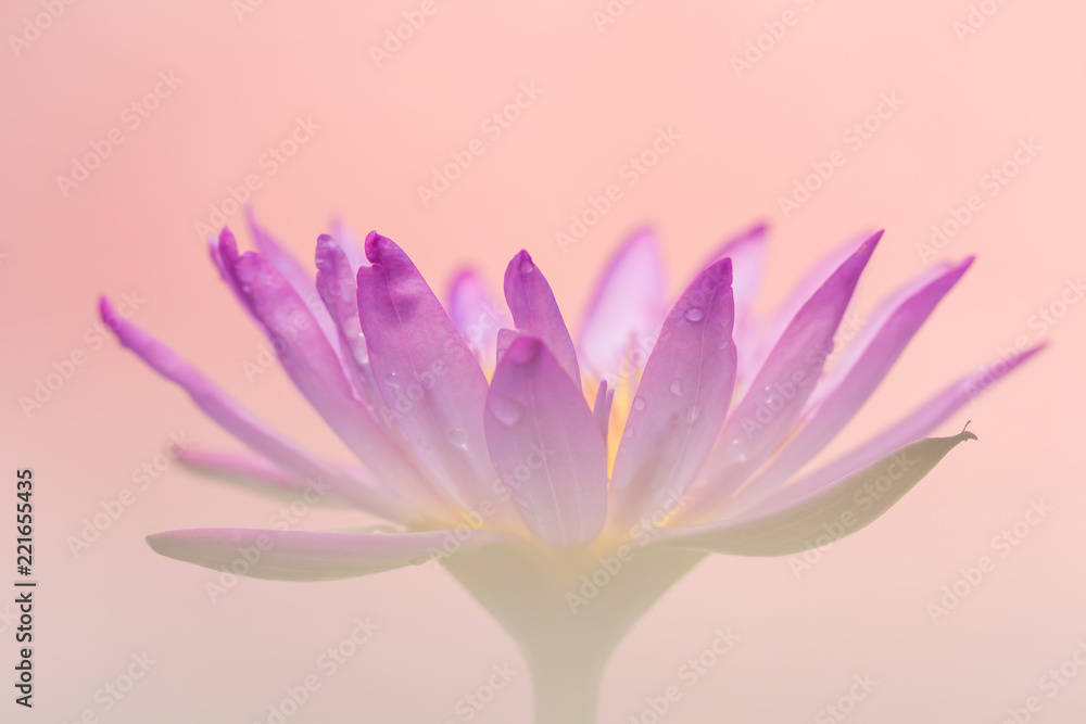 The appearance of a purple lotus flower is a beautiful The appearance of a purple lotus flower is a beautiful