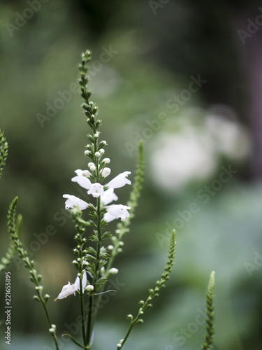White flowers isolated at green background © YB studio