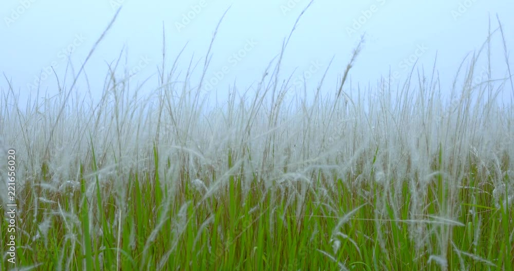 The white grass waving in the wind. The white grass waving in the wind.