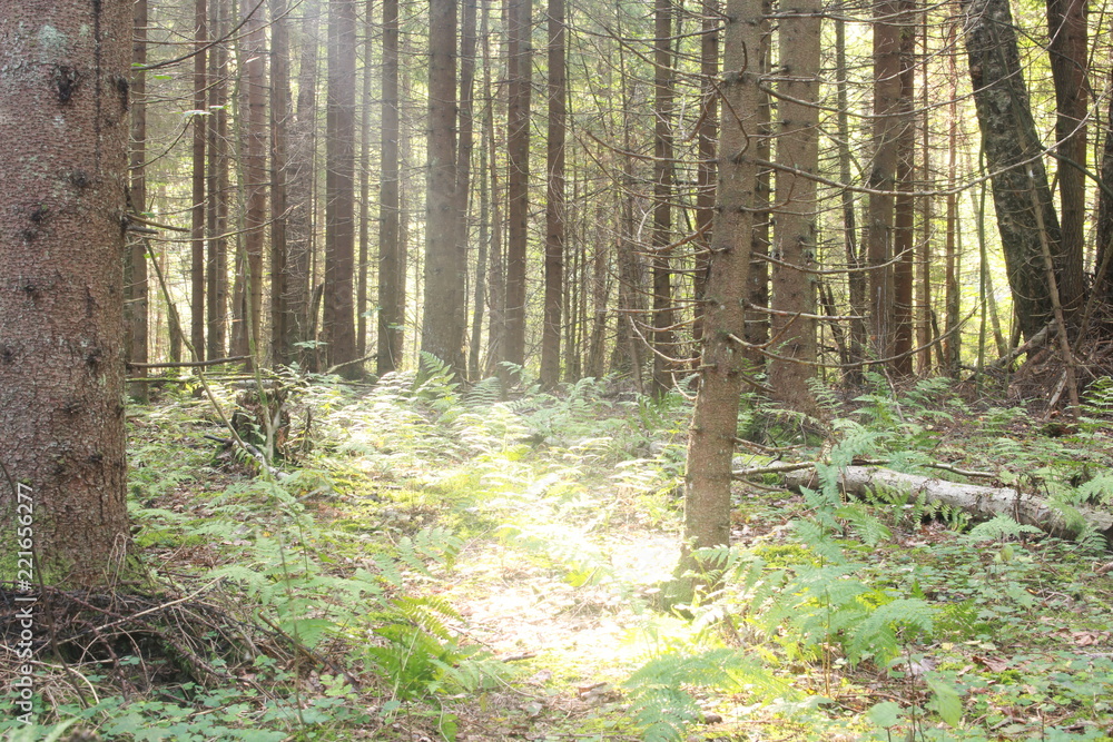 Obraz premium Отдых