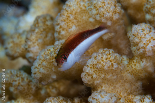 Hawkfish Juvenile