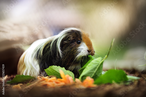 Konstfotografi Meerschweinchen frisst
