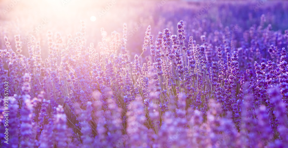 Fototapeta premium Lavender field aerial view. Purple lavender garden. Spa essential oil of beautiful herbs.