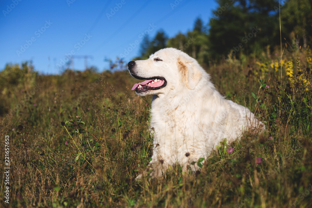 Portrait of gorgeous maremmano abruzzese sheepdog. Big white fluffy maremma dog lying in the field on a sunny day. Portrait of gorgeous maremmano abruzzese sheepdog. Big white fluffy maremma dog lying in the field on a sunny day.