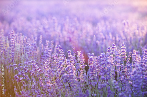 Lavender field aerial view. Purple lavender garden. Spa essential oil of beautiful herbs.