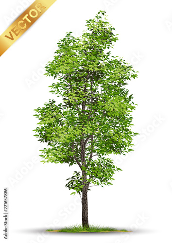 Beautiful tree Realistic  on a white background.