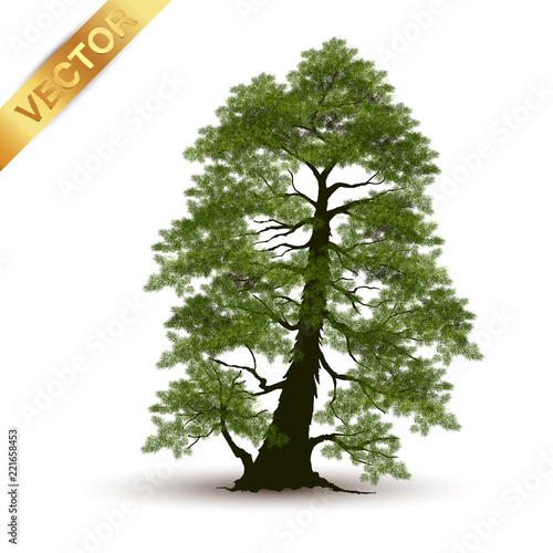 Beautiful tree Realistic  on a white background.