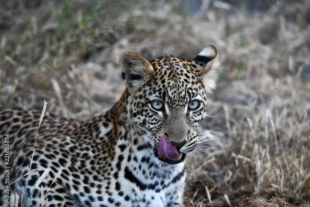 Fototapeta premium Leopard im Moremi Reserve