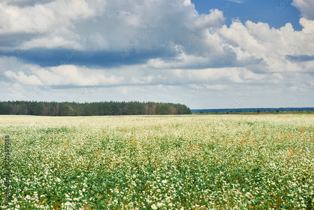 flower field, flowering buckwheat and forest far on the horizon, beautiful bright sky with clouds, beautiful summer landscape