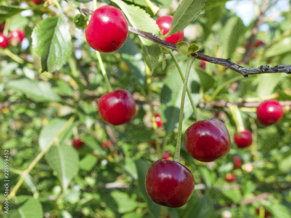 Obraz premium erry cherry on a Bush green background. macro