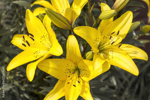 yellow lilies growing in the garden photo