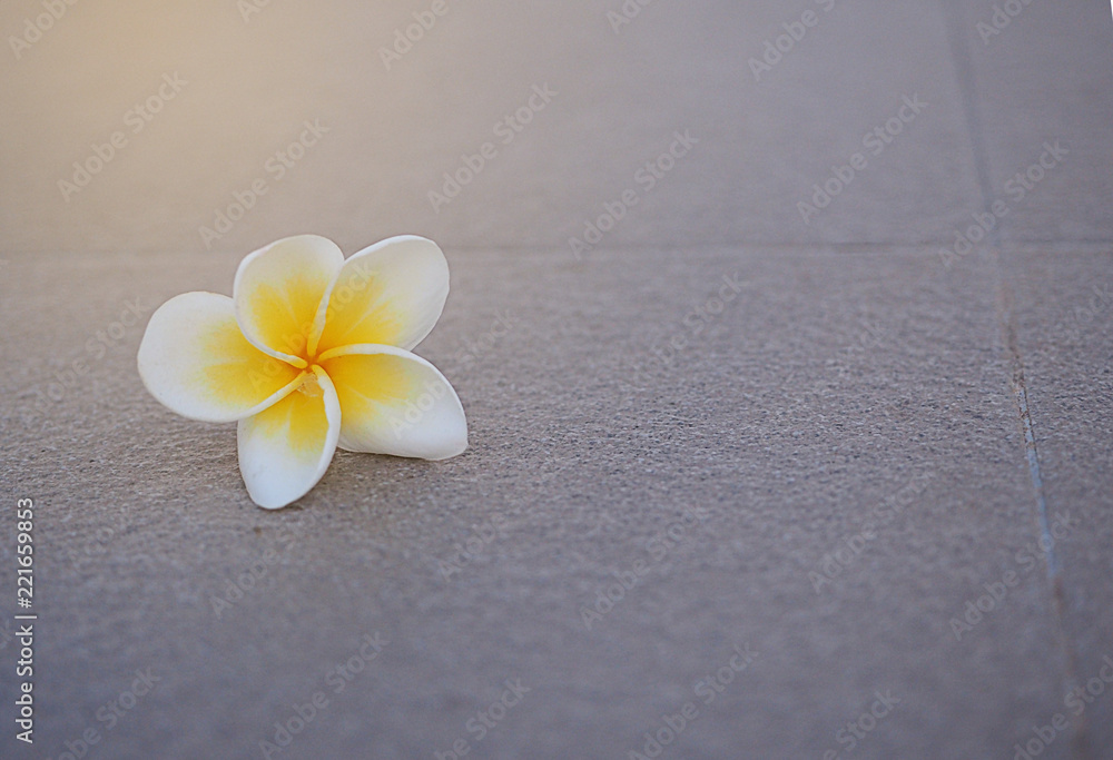 The plumaria fall off on the floor The plumaria fall off on the floor