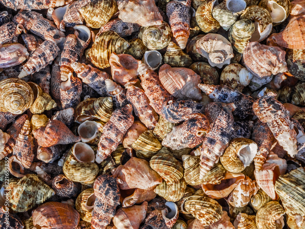 Background of a collection of colored shells macro Background of a collection of colored shells macro