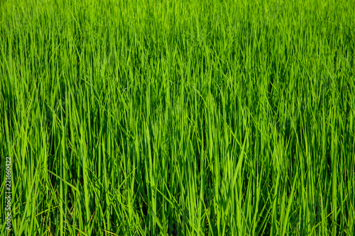 Background of green rice