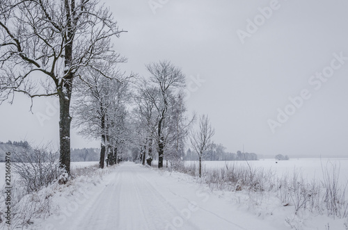WINTER ATTACK - Road and trees covered with snow © Wojciech Wrzesień