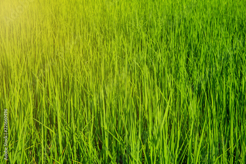 Background of green rice