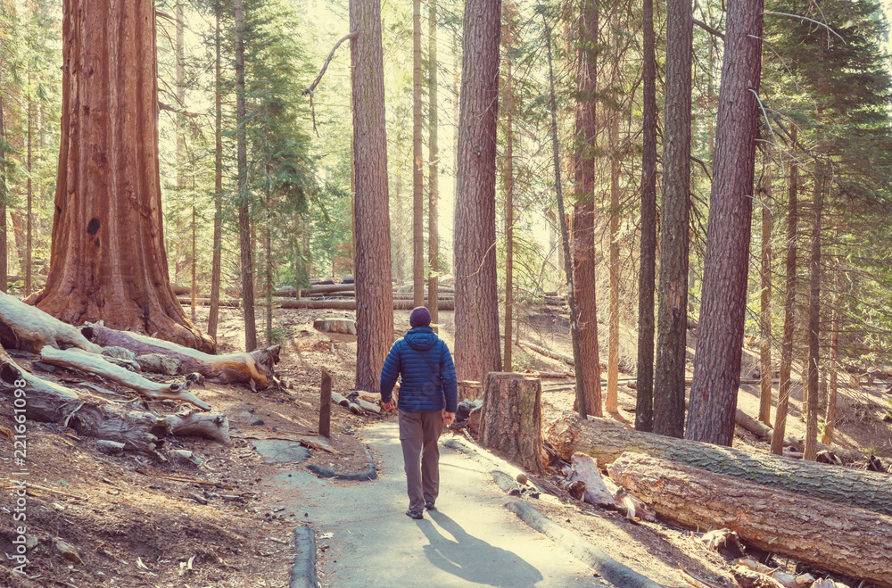 Fototapeta premium Sequoia