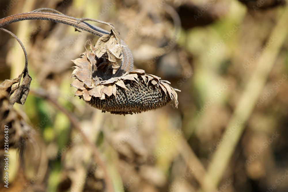 Obraz premium ripe sunflower on the field