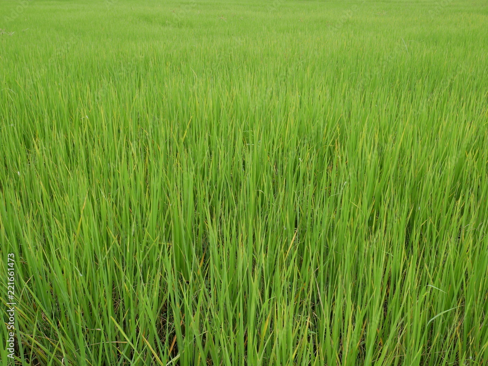 organic rice farm,green nature background organic rice farm,green nature background