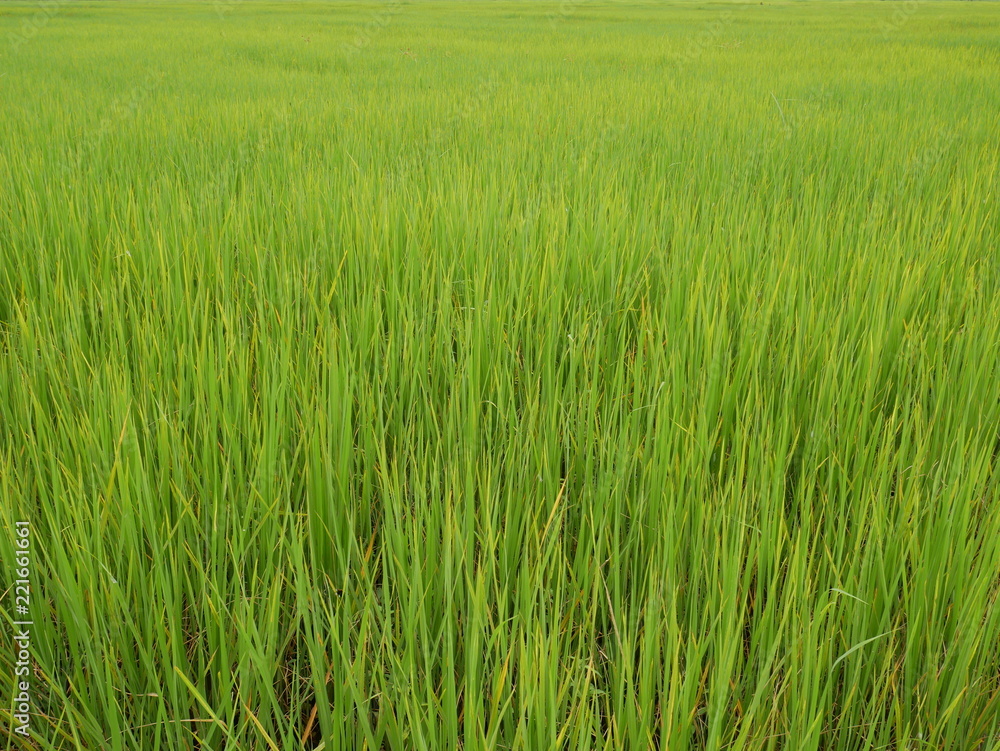 organic rice farm,green nature background organic rice farm,green nature background