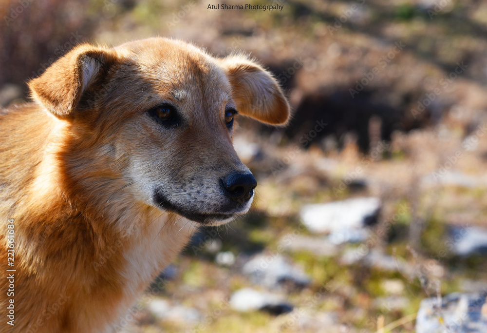 Mountain Dog, Narkanda, Himachal Pradesh, India Mountain Dog, Narkanda, Himachal Pradesh, India