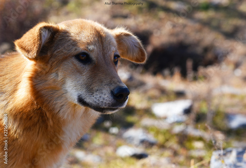 Mountain Dog, Narkanda, Himachal Pradesh, India
