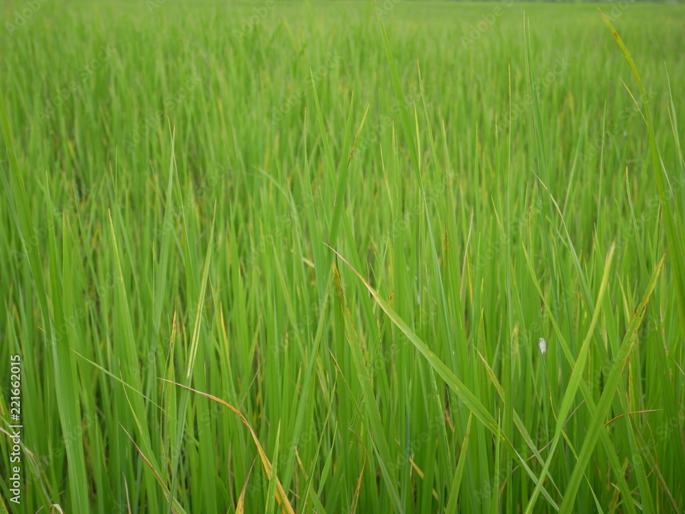 green grass background,organic rice farm green grass background,organic rice farm