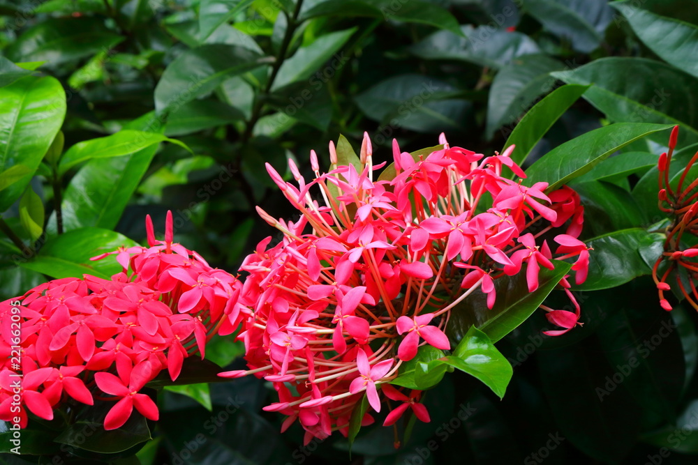 beautiful photo of pink spike flowers or ixora beautiful photo of pink spike flowers or ixora