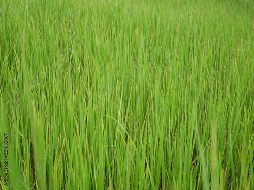 green grass background,organic rice farm
